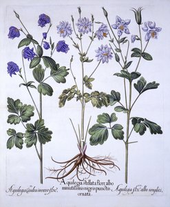 Ancolie, de Hortus Eystettensis, par Basil Besler, pub. 1613 - German School