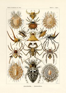 Arachnida - German School