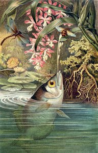 Poisson archer, planche de Brehms Tierleben: Allgemeine Kunde des Tierreichs, vol.8, p.49, publié par Bibliographisches Institut, 1892