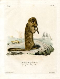Écureuil terrestre arctique