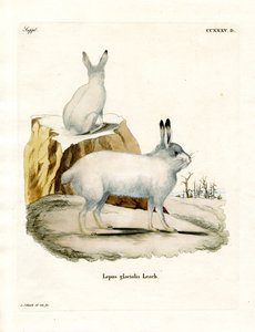 Lièvre arctique
