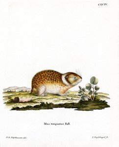 Lemming arctique - German School