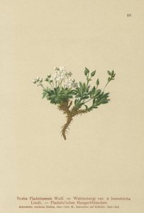Drave arctique (Draba Fladnitzensis, Draba altaica, Draba Wahlenbergi) - German School