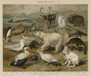 Faune arctique - German School