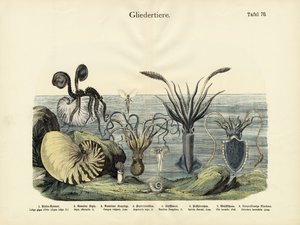 Arthropodes, c.1860 - German School