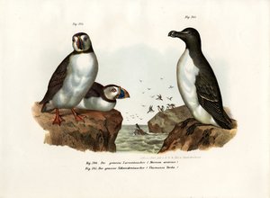 Macareux moine, 1864 - German School