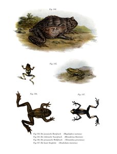 Grenouille cornue asiatique