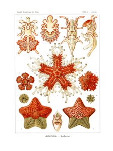 Asteridea - German School