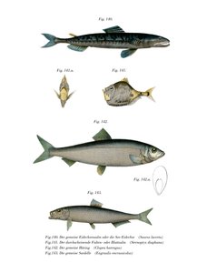Saury de l
