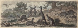 Faune australienne - German School