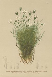 Sabuline autrichienne (Alsine Austriaca, Minuartia austriaca) - German School