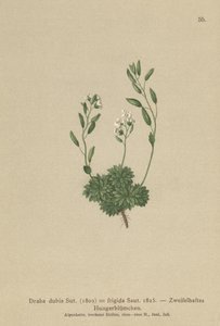 Drave autrichienne (Draba dubia, Draba frigida)