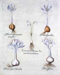Autumn Snowflake et Meadow Saffrons, de Hortus Eystettensis, par Basil Besler, pub. 1613