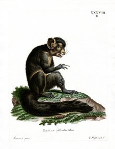 Aye-aye
