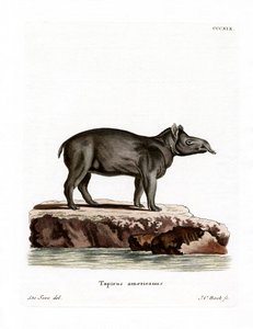 Tapir de Baird
