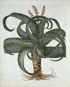Barbados Aloe, de Hortus Eystettensis, par Basil Besler, pub. 1613 - German School