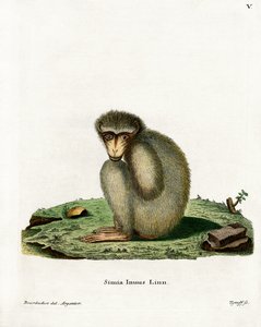 Singe magot - German School