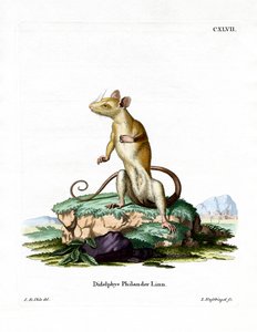 Opossum laineux à queue nue