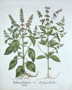 Basilic, de Hortus Eystettensis, par Basil Besler (1561-1629), pub. 1613 - German School