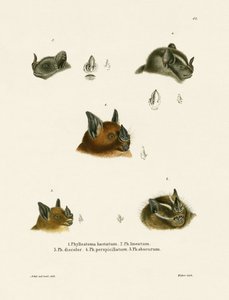 Têtes de chauve-souris - German School