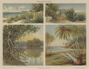 Plantes de plage