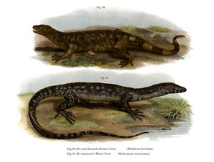Lézard perlé