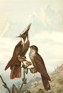 Crêtes casquées barbus, planche de "Brehms Tierleben : Connaissance générale du règne animal", vol 4, p. 675, publié par Bibliographisches Institut