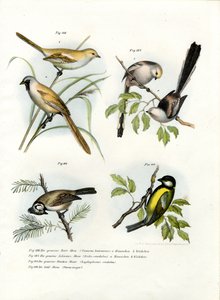 Paradoxornis à moustaches, 1864 - German School