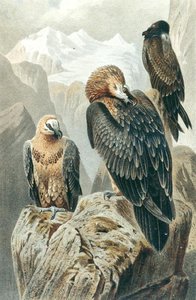 Gypaète barbu, planche de "Brehms Tierleben: Allgemeine Kunde des Tierreichs", vol.6, p.415, publié par Bibliographisches Institut - German School