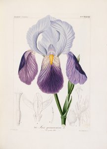 Iris barbu, gravé par Ch. Schnorr (lithographie coloriée à la main) - German School