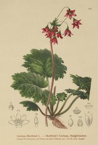 Sanicle des ours (Cortusa Matthioli)