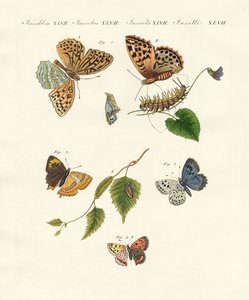 Beaux papillons allemands
