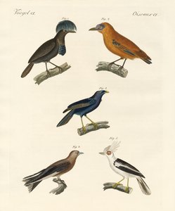 Oiseaux magnifiques - German School