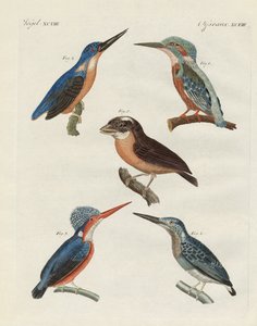 Oiseaux magnifiques - German School