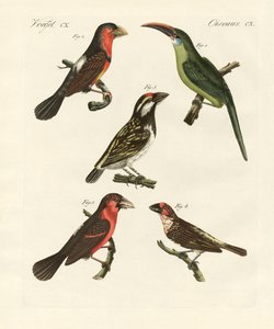 Oiseaux grimpeurs magnifiques - German School
