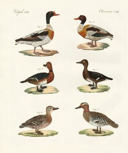 Beaux canards - German School