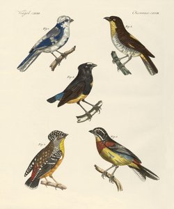 Beaux oiseaux étrangers - German School