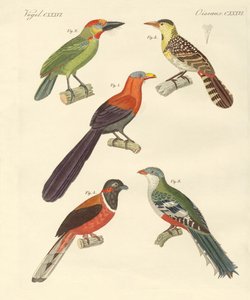 Beaux oiseaux étrangers - German School