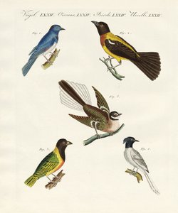 Beaux oiseaux étrangers - German School