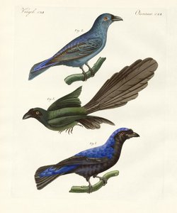 Oiseaux étrangers magnifiques - German School