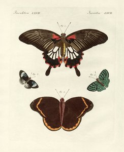 Belles papillons étrangers - German School