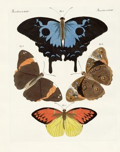 Papillons étrangers magnifiques - German School