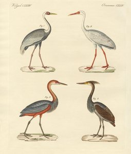 Beaux oiseaux des marais - German School