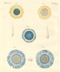 Belles méduses - German School