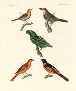 Oiseaux étrangers beaux et étranges