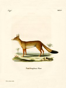 Renard du Bengale
