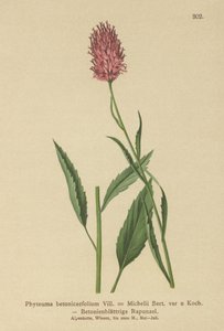 Raiponce à feuilles de bétoine - German School