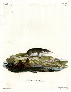Musaraigne bicolore