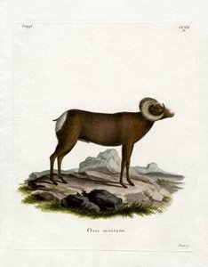 Mouflon canadien