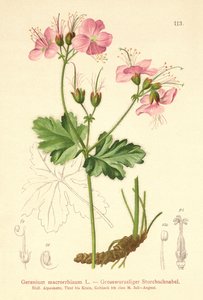 Géranium à grosses racines (Geranium macrorrhizum)